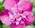 Hibiscus syriacus Purple Ruffles  (