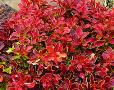 Berberis thunbergii f. atropurpurea 