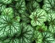 Heuchera 