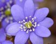 Hepatica 