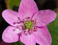 Hepatica 