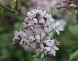 Deutzia x hybrida Mont Rose (Deutzia)
