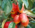 Malus 