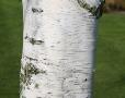 Betula pendula (silver birch)
