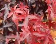 Liquidambar styraciflua 