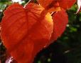 Prunus sargentii (Sargent