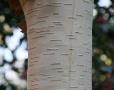 Betula utilis var. jacquemontii 