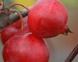 Malus x robusta 