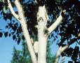 Betula utilis var. jacquemonti 