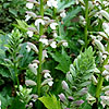 Acanthus Summer Beauty