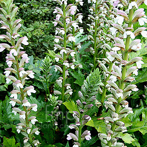 Acanthus Summer Beauty