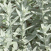 Artemisia ludoviciana (Artemisia)
