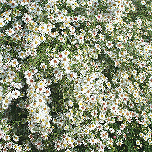 Aster ericoides (Aster Daisy)