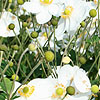 Anemone X hybrida - Honersine Jobert