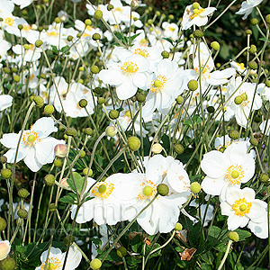 Anemone X hybrida - 'Honersine Jobert'