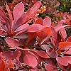 Berberis thunbergii - click for full details