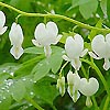 Dicentra spectabilis - Alba - Bleeding Heart