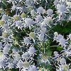 Eryngium x oliverianum - click for full details