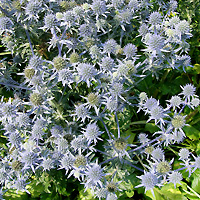 Eryngium x oliverianum (Sea Holly)
