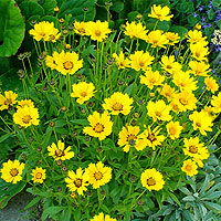 Gazania splendens
