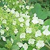 Hydrangea quercifolia - click for full details
