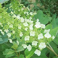 Hydrangea quercifolia
