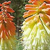 Kniphofia uvaria - Express - Plantain Lily