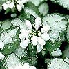 Lamium maculatum - White Nancy - Dead Nettle