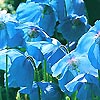 Meconopsis betonicifolia