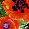 Papaver orientale - Allegro - Oriental Poppy