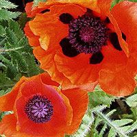 Papaver orientale - 'Allegro' (Oriental Poppy)