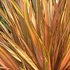 Phormium - Flamingo - Variegated New Zealand Flax