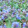 Pulmonaria angustifolia