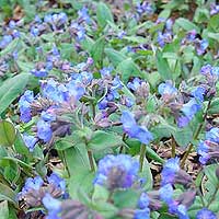 Pulmonaria angustifolia