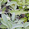 Salvia officinalis - Tricolor - Variegated Sage