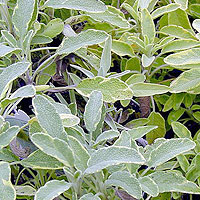 Salvia officinalis - 'Tricolor' (Variegated Sage)