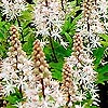 Tiarella - Pink Skyrocket - Foam Flower