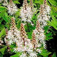 Tiarella - 'Pink Skyrocket' (Foam Flower)