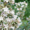 Abelia chinensis - Abelia