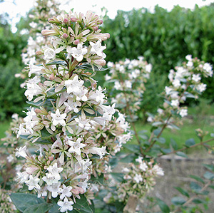 Abelia chinensis (Abelia)