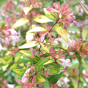 Abelia grandiflora - 'Goldsport' (Abelia)