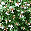 Abelia X Grandiflora (Abelia)