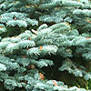 Abies procera - Glauca Prostata - Blue Fur