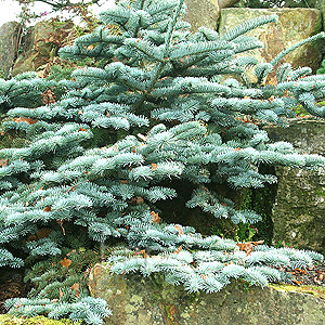 Abies procera - 'Glauca Prostata' (Blue Fur)