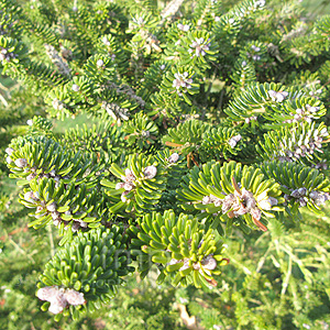 Abies koreana (Korean Fur)