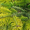 Abies nordmannianna - Golden Spreader - Golden spreading Fur