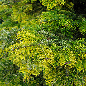 Abies nordmannianna - 'Golden Spreader' (Golden Spreading Fur)