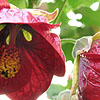 Abutilon - Nabob - Abutilon, Flowering Maple