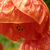 Abutilon - Pictum - Abutilon, Flowering Maple