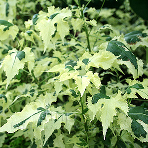 Abutilon savitzii (Abutilon)